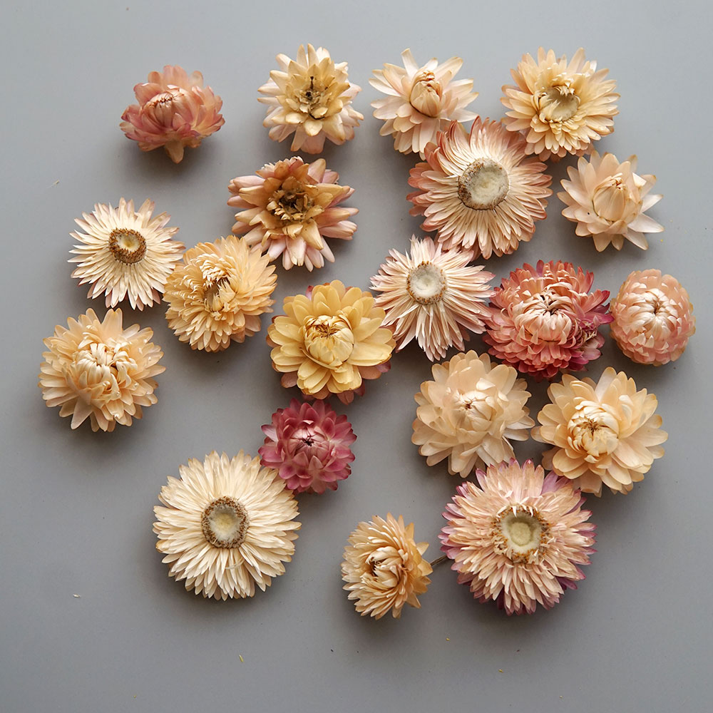 Natural Dried Colorful Chrysan - Hair Care Nature 评论和价格